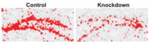 Diagram of Short Hairpin RNA Silencing of Fibroblast Growth Factor 2 Gene Expression in Rat Hippocampus