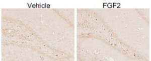 Diagram showing that FGF2 levels early in life can have lifelong effects on brain and behavior